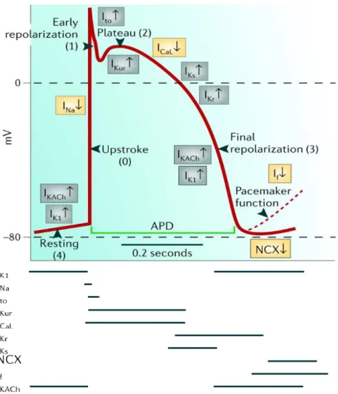 ġekil 2.6. Ventrikül aksiyon potansiyelinin evreleri ve onlara karşılık gelen iyon akımları (143)