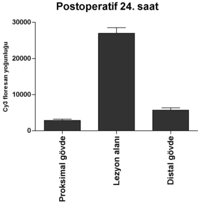 Şekil 4.3. Postoperatif 24. saatte AQP1 ekspresyonu  