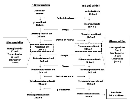 Şekil 2. 1 n-6 ve n-3 PUFA Metabolizması (68) 