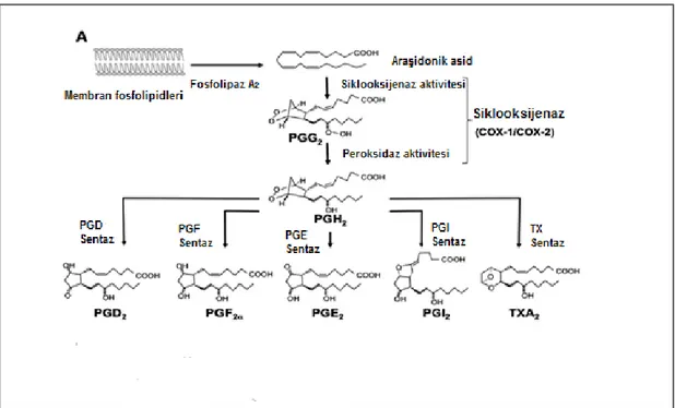 Şekil 2. 4 Siklooksijenaz Yolağı ile Üretilen Prostanoidler (16) 