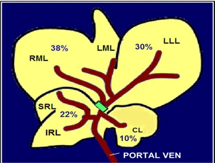Şekil  3.1  Sıçan  Karaciğeri Şematik  Portal  Ven  Anatomisi.  RML:  Sağ  orta  lob,  LML:  Sol orta  lob,  LLL:  Sol  lateral  lob,  SRL:  Üst  sağ  lob,  IRL:  Alt  sağ  lob,  CL:  Kaudal  lob  (85)  (Martins’den modifiye edilmiştir.) 