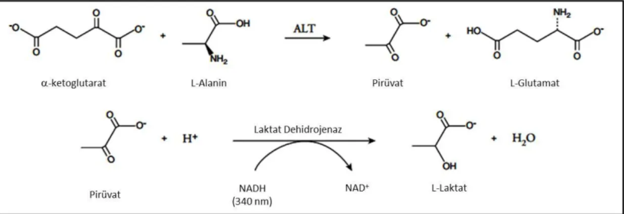 Şekil 3.2 ALT Enzim Aktivitesi 