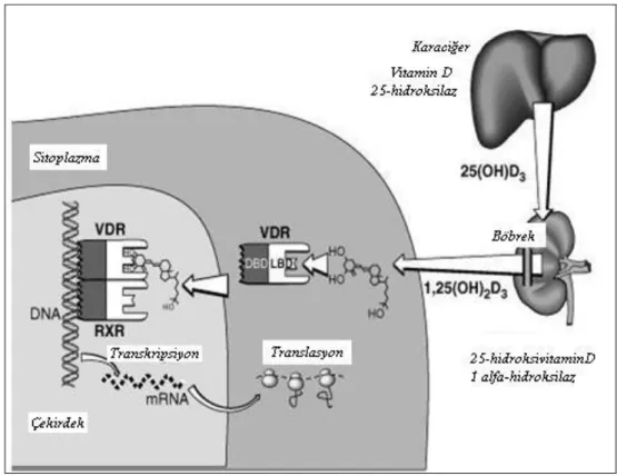 Şekil 2.4. D vitamini oluşumu ve transkripsiyona etkisi [66] 