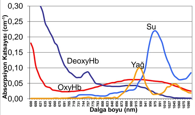 Şekil 2.3. HbO 2  , Hb, yağ ve suyun absorpsiyon spektrumları  