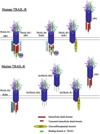 Şekil 2.3 İnsanda ve farede TRAIL reseptörleri [23]. 