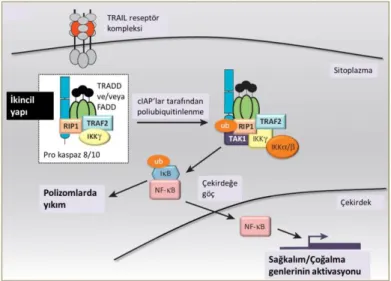 Şekil 2.5.   TRAIL aracılı NFkB aktivasyonu. TRAIL’ın ilgili reseptörüne bağlanmasını takiben, DISC  kompleksi dışında ikincil bir kompleks oluşumu gerçekleşir