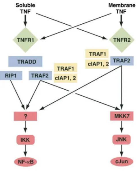 Şekil 2.8. TNF aracılı gen ekspresyon modeli [38]. 