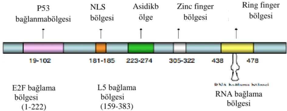 ġekil 2.  MDM2 protein yapısı 