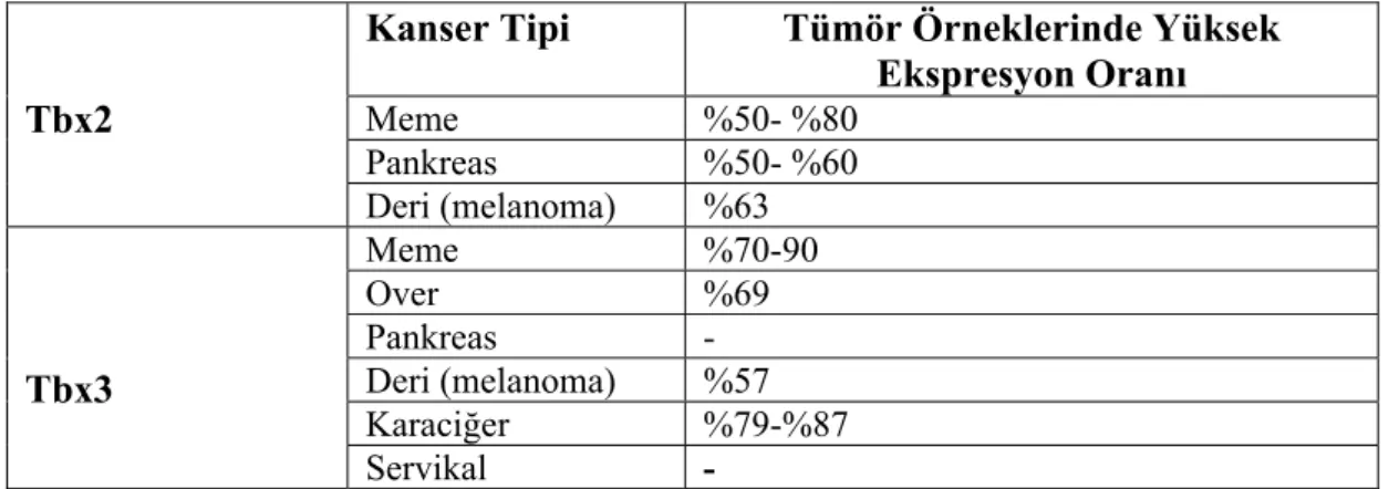 Şekil 2.6. İnsan Tbx3 Proteini Şematik Gösterimi.