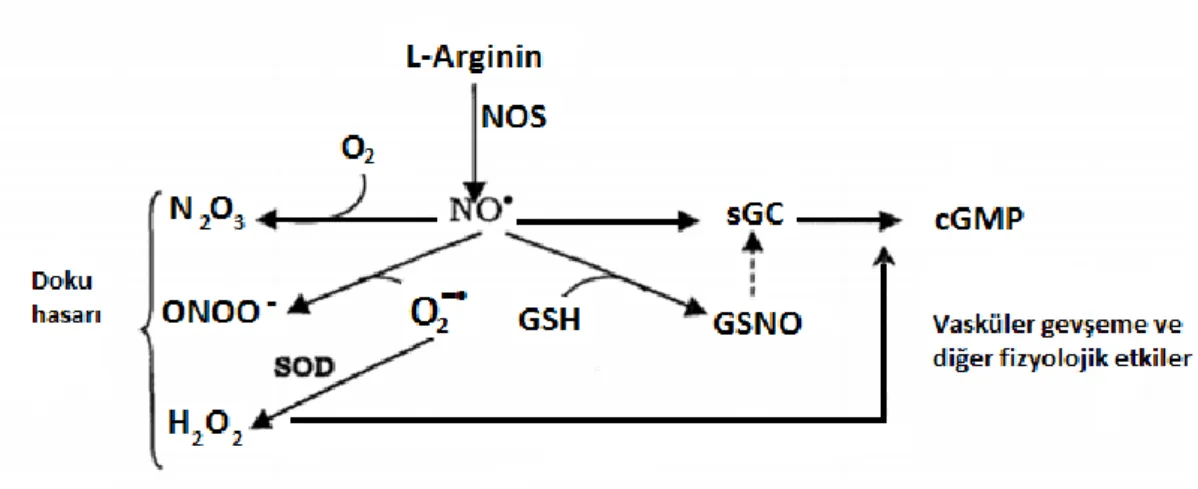 Şekil 2.12. Nitrik oksidin biyolojik reaksiyonları 