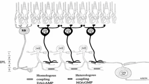 Şekil 2.13.   Retinada ON-yolaklar: Rod ve koniler, rod bipolar veya koni bipolar hücreler ile sinaps  yaparlar
