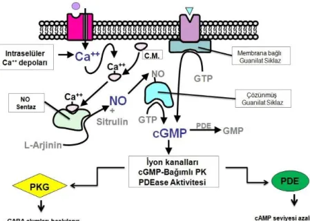 Şekil 2.14. Nitrik oksit’in etki mekanizması 