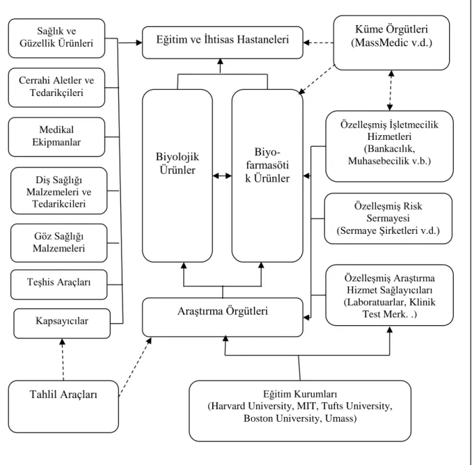 Şekil 2.1 Boston Hayat Bilimleri Kümesi: Aktörler ve Üyeler 