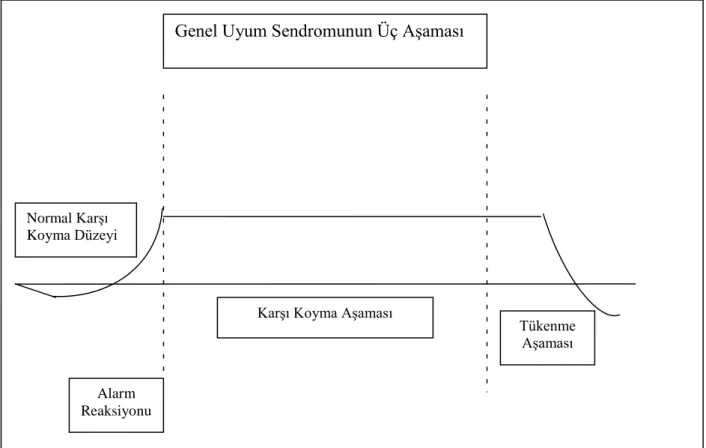 Şekil 1.1 Genel Uyum Sendromu  (Kaynak: Selye, 1974, s.39). 