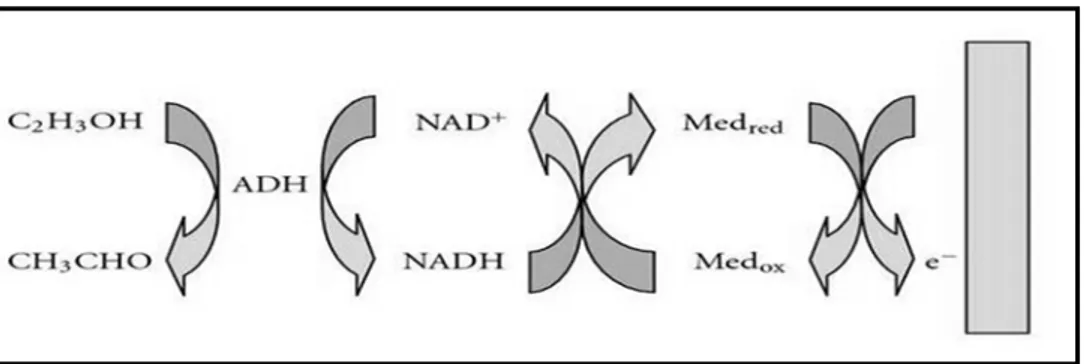 Şekil 1.8.  Etanolün yükseltgenmesinde enzimatik olarak açığa çıkan NADH’nin  medyatör yardımıyla takibi  
