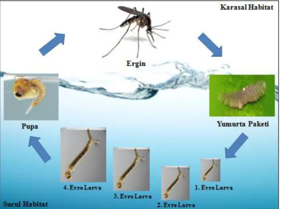 Şekil 2.1. Sivrisineklerin yaşam döngüsü               
