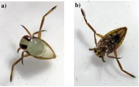 Şekil 2.3.a) Notonecta sp. nimfi dorsal görünüm (Anonim 11)                 b) Notonecta sp