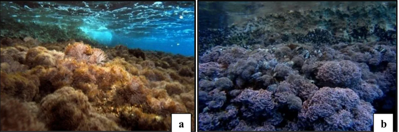 Şekil 4.6. Corallina elongata ve Jania rubens türlerinin kayalar üzerinde dağılımları (a,  b) 