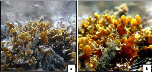 Şekil 4.9. Sargassum vulgare türünün denizel ortamda görünümü (a, b) 