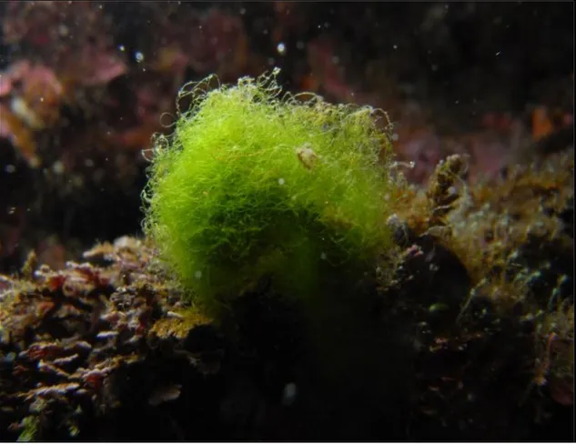 Şekil 4.13. Chaetomorpha linum türünün denizel ortamda görünümü 