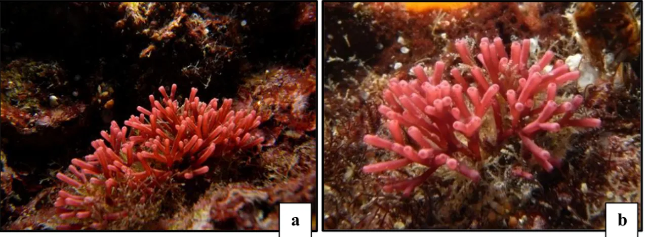 Şekil 4.18. Galaxaura oblongata türünün denizel ortamda görünümü (a, b) 