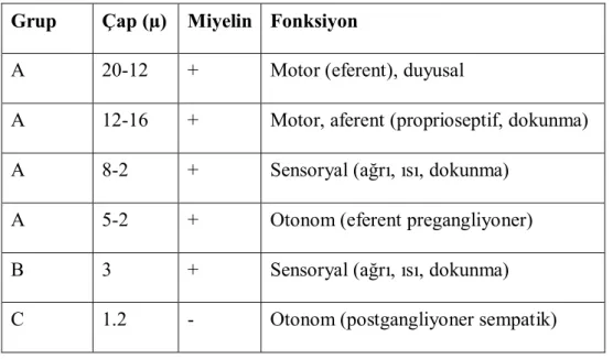 Tablo 2.Sinir liflerinin özellikleri ve fonksiyonları 