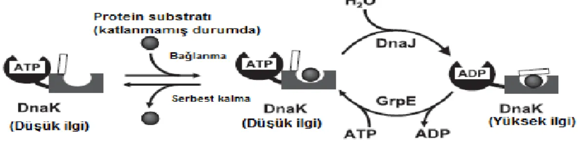 Şekil  2.1.  DnaK-DnaJ-GrpE  şaperon  sisteminin  çalışma  mekanizması  (Sugimoto  vd  2008)