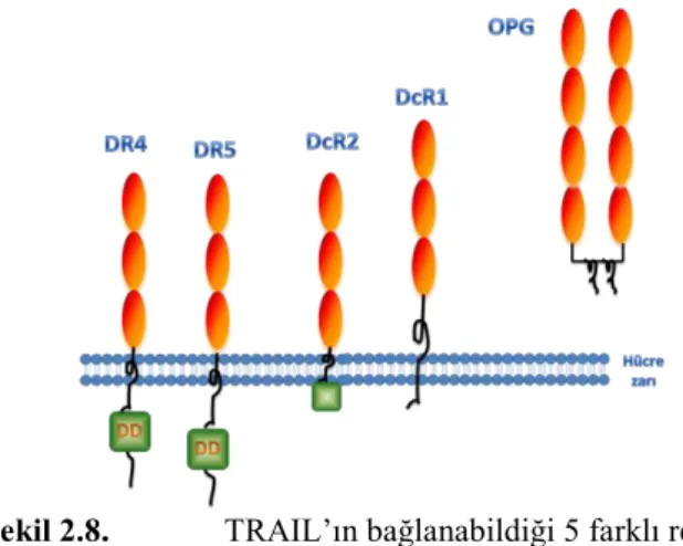 Şekil 2.8.   TRAIL’ın bağlanabildiği 5 farklı reseptör 