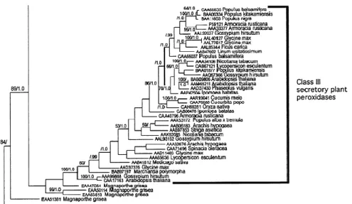 ġekil 2.2. Sınıf III bitki peroksidazlarının filogenisi (Morgenstern 2008) 