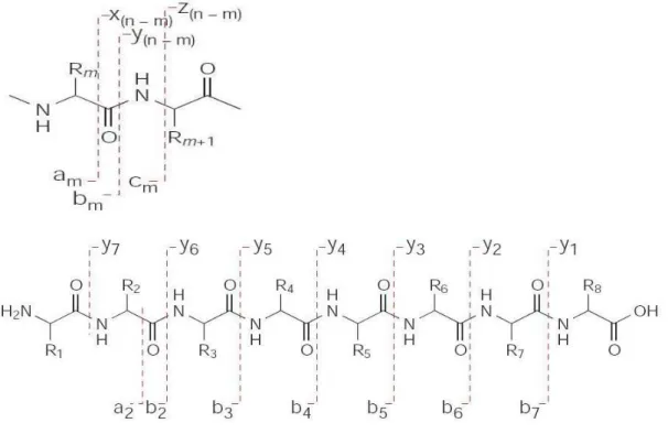 Şekil 1.7. Peptidlerin parçalanma şekilleri  1.3. İdrar Proteomiği 