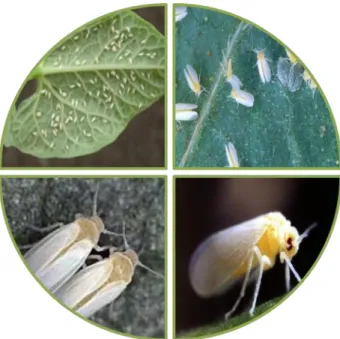 Şekil 2.1. Beyazsinek (B. tabaci) genel görünüşü (CABI 2012) 