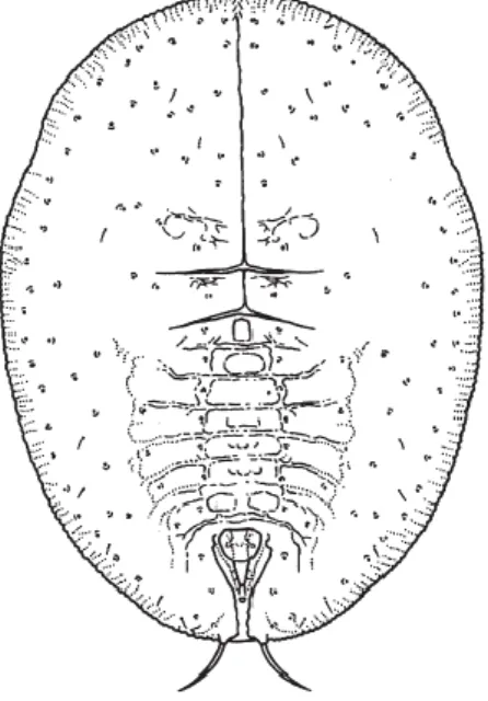 Şekil 2.3. Nimf dönemi dorsal görünüşü (Gullan ve Cranston 2004)  2.1.1  Tanımı ve yaşayışı 