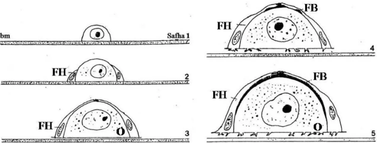 Şekil 2.14. Pulmonat salyangozlardan Lymnea  stagnalis’in oogenez safhaları. Oosit (O)  az  sayıdaki  foliküler  hücreler  (FH)  tarafından  çevrelenerek  oluşur,  bm: 