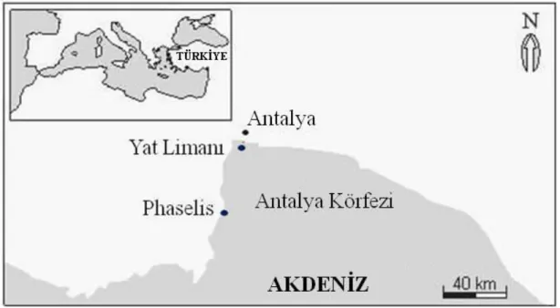 Şekil 3.1. Antalya Körfezi’ndeki çalışma alanının haritası  3.2. Tür Tayini 