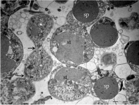 Şekil  4.18.  P.rustica  Sitokinez  aşaması  devam  eden  birbirinden  henüz  ayrılmamış  spermatositler  (st)  ve  spermatidler  (sp)  *:  bölünenen  hücre,  ok:  hücrelerin  sitoplazmik bağlantısı (Bar:  2µm) 