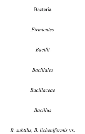Şekil 2.1. Bacillus’ların sistematik sınıflandırmadaki  Bacillaceae familyasından olup d