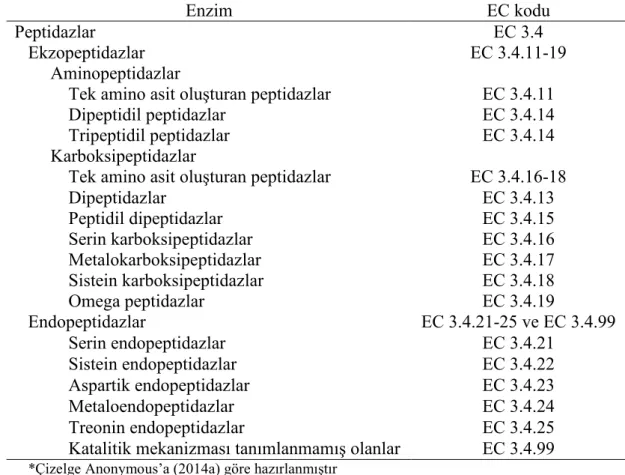 Çizelge 2.2. Peptidazların sistematik olarak sınıflandırılması ve enzim komisyonu  (EC) kodları 
