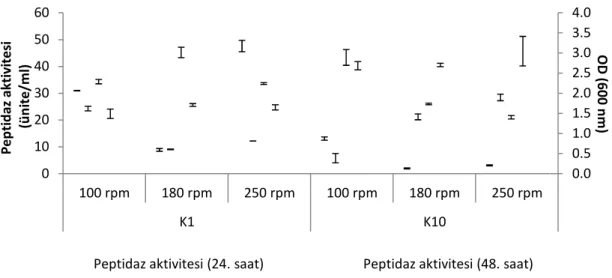 Şekil  4.7.  K1  ve  K10  suşlarının  peptidaz  aktivitesi  değeri  üzerine  çalkalama  hızının etkisi 