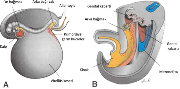 Şekil 2.1. Primordiyal germ hücrelerinin genital kabartıya göçü [1]. 