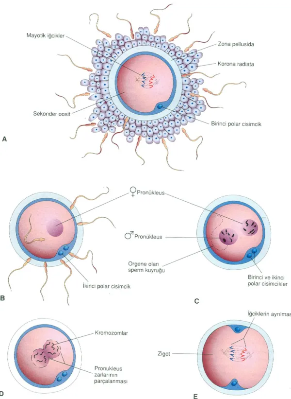 Şekil 2.2. Fertilizasyonu gösteren şekil. Burada olaylar spermin sekonder oositin plazma membranına      teması  ile  başlar,  anne- babadan  gelen  kromozomların   fertilize  oositin   birinci  mayoz         bölünmesinin  metafazında  biraraya  gelmesi il