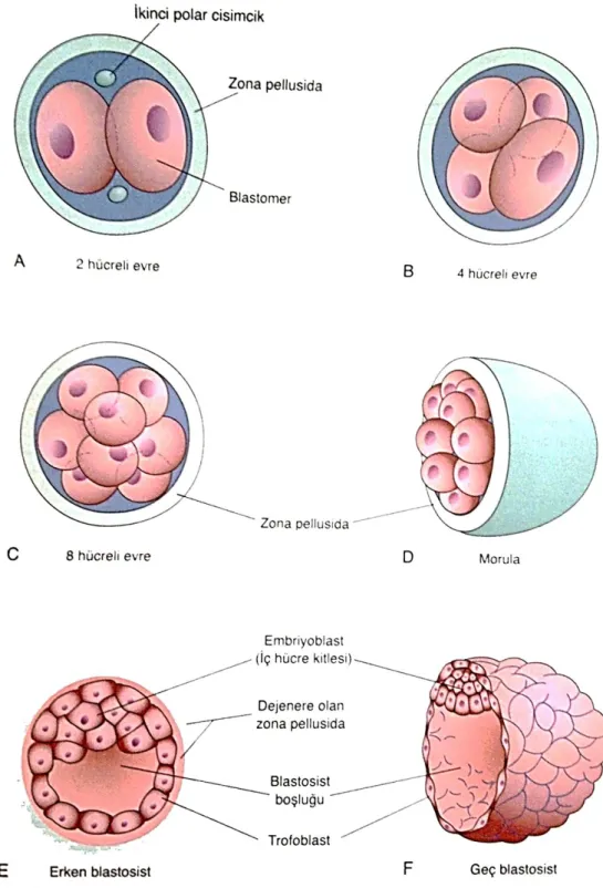 Şekil 2.4. Fertilize oositin yarıklanmasını ve blastosist oluşumunu gösteren çizim [28]
