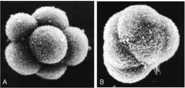 Şekil 2.6. Kompaksiyon SEM (Taramalı Elektron Mikroskop) görüntüleri. A) Kompaktlaşmamış 8                        hücreli embriyo,  B) Kompakt morula [1]