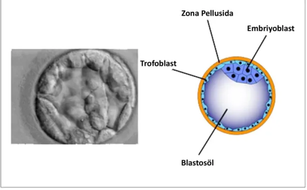 Şekil 2.9. Blastosist aşamasındaki embriyo. A) Faz kontrast görüntü. B) Blastosist yapısı ve     elemanlarını gösteren şematik resim [44]