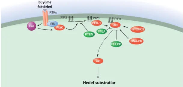 Şekil 2.10. PI3K tarafından reseptör tirozin kinazlar (RTK) aracılı Akt aktivasyonu [51] 