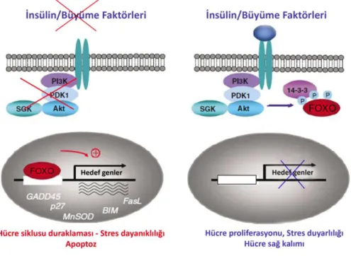 Şekil 2.11. İnsülin/ Büyüme Faktörleri tarafından FoxO transkripsiyon faktörlerinin düzenlenmesini        gösteren çizim [53]