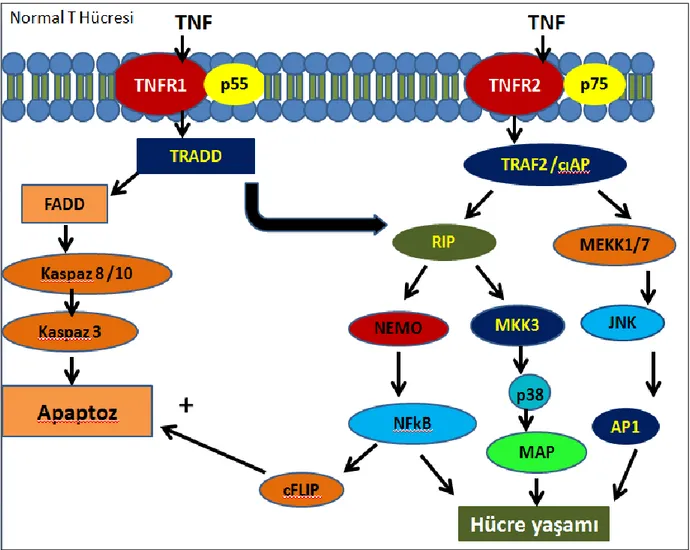 Şekil 2.2. TNFR1 ve TNFR2 indüklediği Apoptoz ve Hücresel Yaşamını sağlayan yolaklar 