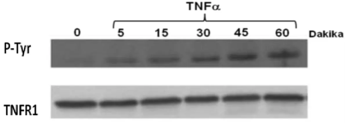 Şekil 4.8. TNF-α ile muamele edilen 293T hücre lizatında TNFR1 Tirozin Fosforilasyonu