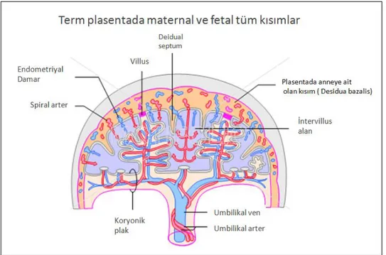 Şekil 1. Term plasentada maternal ve fetal kısımlar [30] 