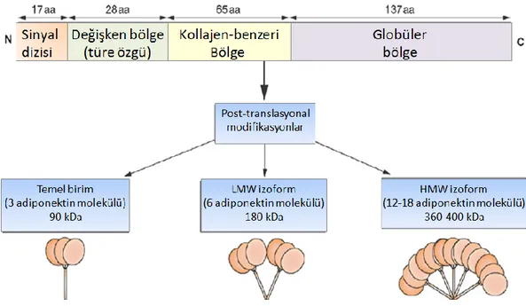 Şekil 10. Adiponektinin yapısı ve izoformları. Adiponektin hidroksilasyon ve glukozilasyon gibi post-   translasyonal  modifikasyonlara  uğrar