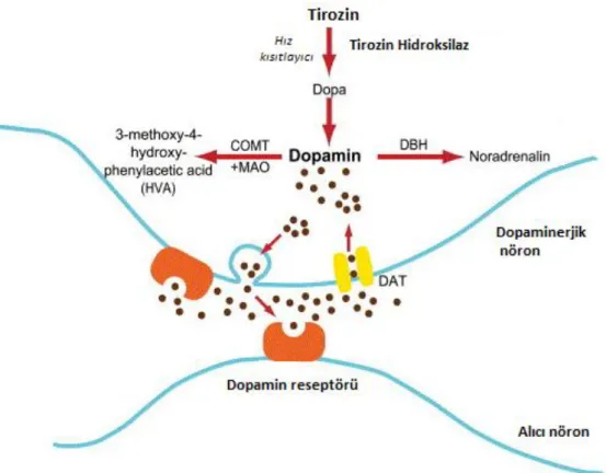 ġekil 2.3. DA metabolizması  (Kaynak 66‟dan modifiye edilerek alınmıştır) [66]. COMT, katekol O-     metil transferaz; MAO, monoaminoksidaz; DBH, dopamin beta hidroksilaz; DAT,      dopamin taşıyıcısı 